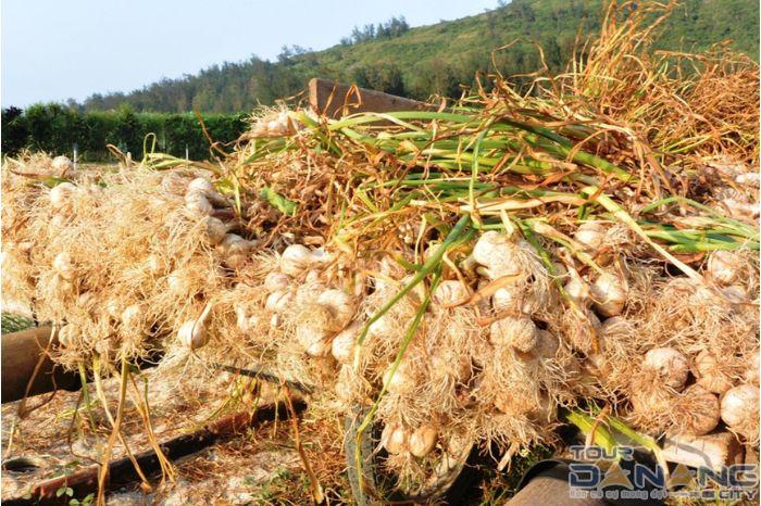 Nên đi Lý Sơn vào tháng mấy