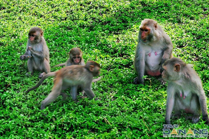 Đảo khỉ trên bán đảo Sơn Trà