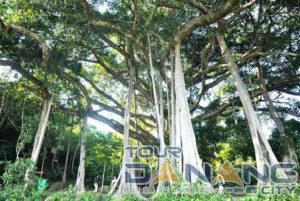 Không quá khó để di chuyển đến cây đa ngàn năm