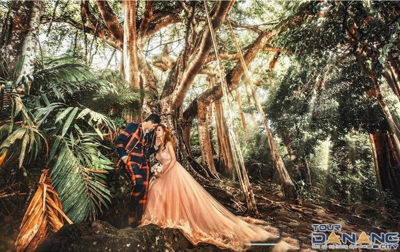 Nhiều cặp đôi chọn điểm chụp hình cưới là ở cây cổ thụ ngàn năm