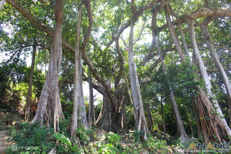 Cây đa Con Nai có gì khác với cây đa ngàn năm?